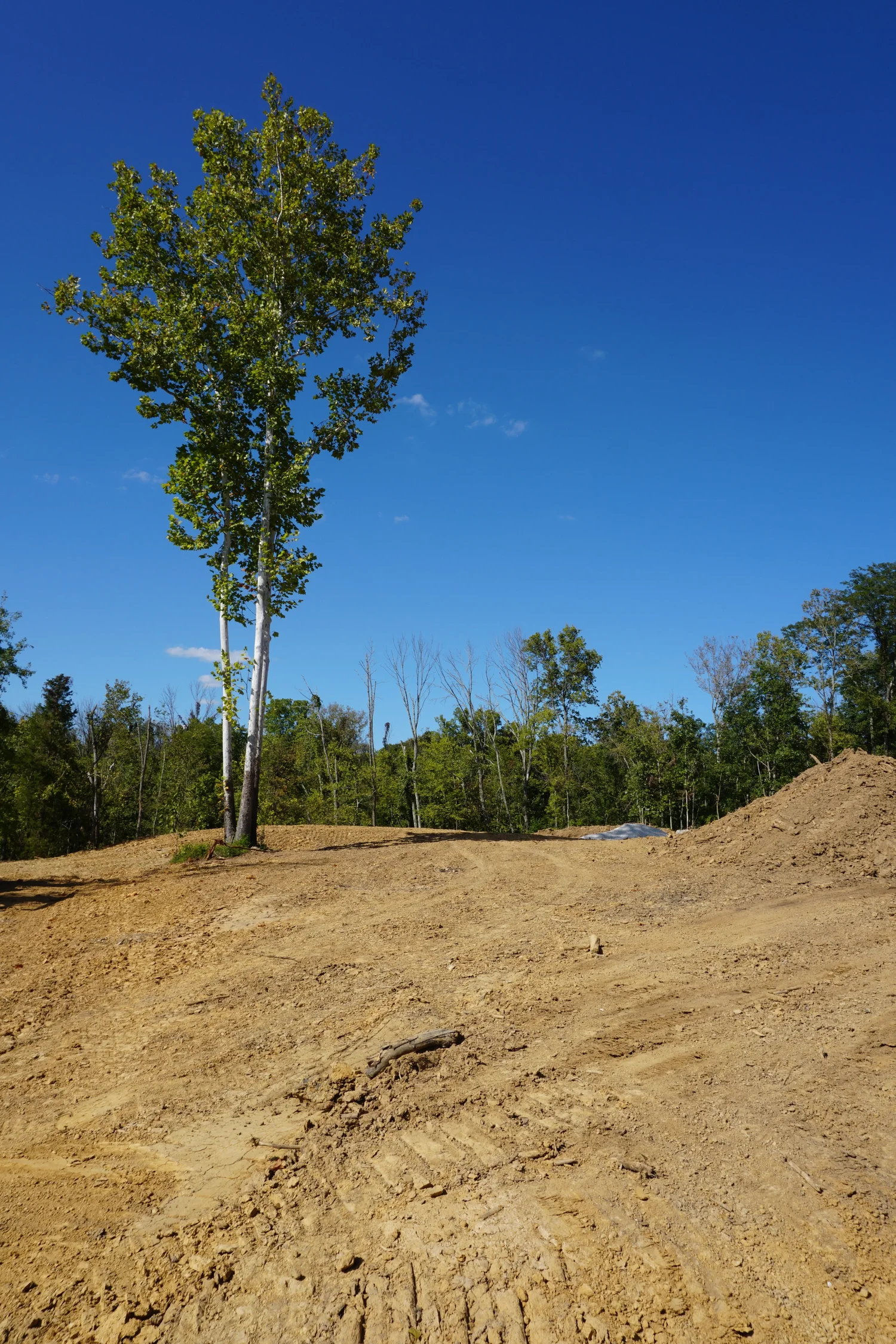 The House in the Woods – photo 3